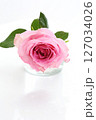 透明感のあるピンクの薔薇一輪ライティング 127034026