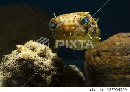 ハリセンボン　フグ オニオコゼ　オコゼ　魚　海水魚　毒魚　虎魚　鬼虎魚 127034380