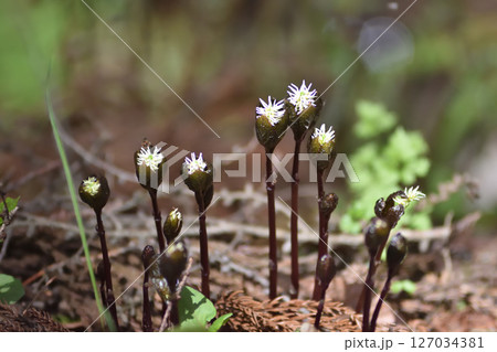 ヒトリシズカ 127034381