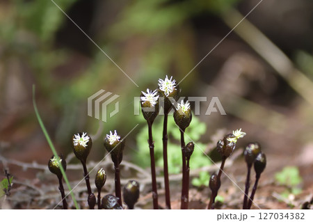 ヒトリシズカ ヒトリシズカ 127034382