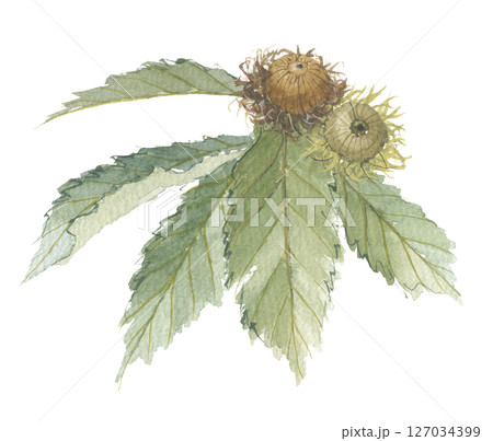 水彩で描いたクヌギ　椚 127034399