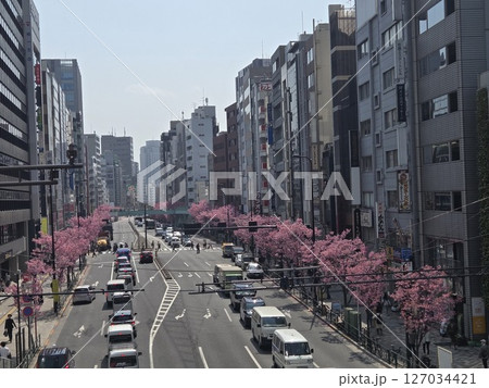 東京 春 渋谷 桜 東京 春 渋谷 桜 127034421