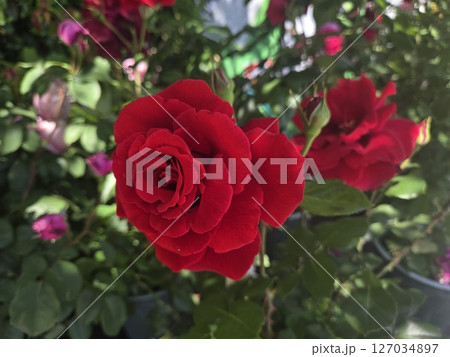 東京　街並み　薔薇 127034897