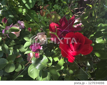 東京 街並み 薔薇 東京 街並み 薔薇 127034898
