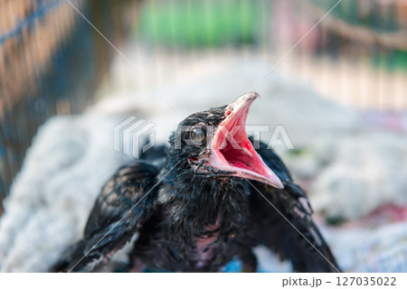 Bird (Asian koel) baby bird or chick nature wild Bird (Asian koel) baby bird or chick nature wild 127035022