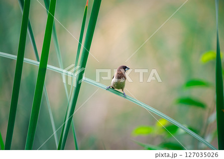 Bird (Scaly-breasted Munia) in a nature wild 127035026