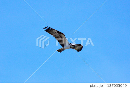 青空バックに悠然と飛ぶミサゴ 青空バックに悠然と飛ぶミサゴ 127035049