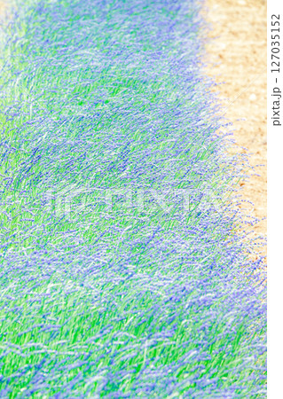 ラベンダーが咲き誇る夏の北海道のイメージ風景 ラベンダーが咲き誇る夏の北海道のイメージ風景 127035152