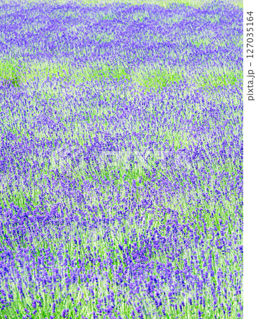 ラベンダーが咲き誇る夏の北海道のイメージ風景 127035164