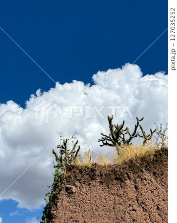 サボテンと空 127035252