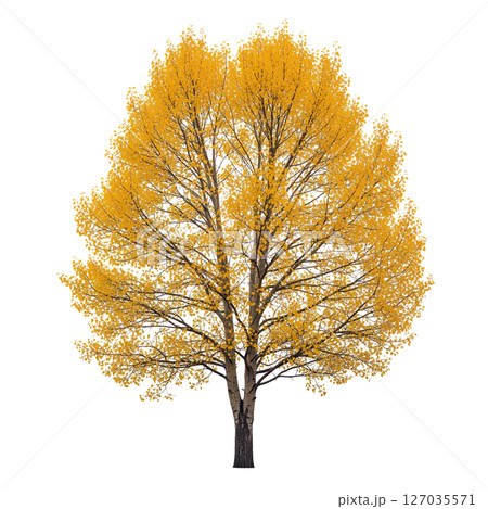 Golden aspen tree in full autumn foliage on a transparent background, ideal for seasonal, nature, and forest-themed creative projects. 127035571