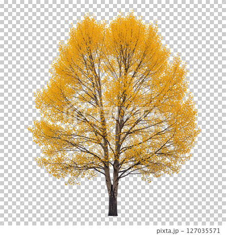 Golden aspen tree in full autumn foliage on a transparent background, ideal for seasonal, nature, and forest-themed creative projects. 127035571