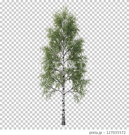 Tall birch tree with white bark and green leaves on transparent background, perfect for forest, botanical, nature, or landscaping design elements. 127035572
