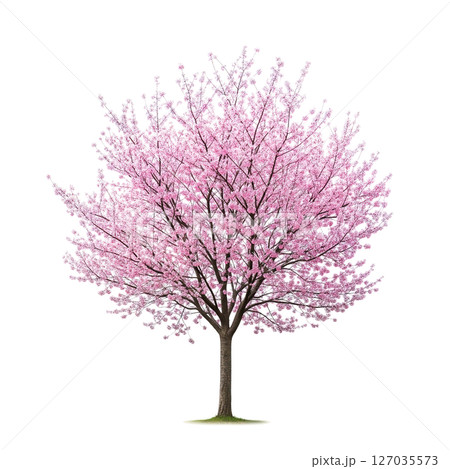 Beautiful cherry blossom tree in full bloom with pink flowers on transparent background, perfect for spring, nature, and floral design themes. 127035573