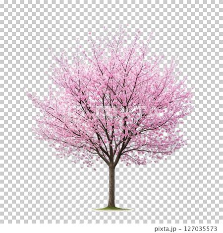 Beautiful cherry blossom tree in full bloom with pink flowers on transparent background, perfect for spring, nature, and floral design themes. 127035573