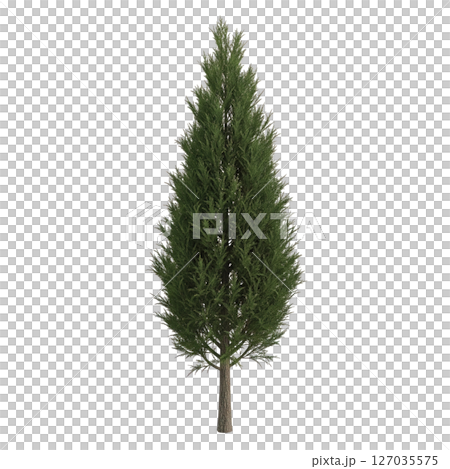 Tall cypress tree with dense green foliage on transparent background. Ideal for landscaping, forestry, nature scenes, and architectural design use. Tall cypress tree with dense green foliage on transparent background. Ideal for landscaping, forestry, nature scenes, and architectural design use. 127035575