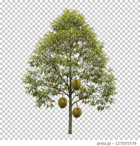 Durian tree with spiky fruit hanging from branches, shown on a transparent background. Perfect for agriculture, tropical, and botanical design themes. 127035576