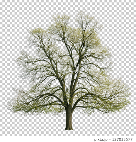 Elegant elm tree with wide, arching branches and delicate foliage on a transparent background. Ideal for landscape, nature, and architectural design. Elegant elm tree with wide, arching branches and delicate foliage on a transparent background. Ideal for landscape, nature, and architectural design. 127035577