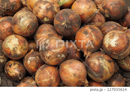 収穫したタマネギ 127035624