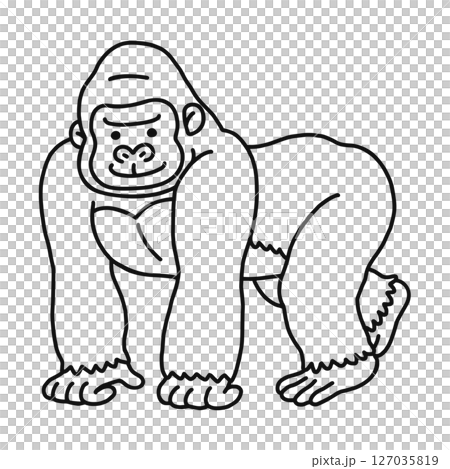 ゴリラ　歩く　線画 127035819
