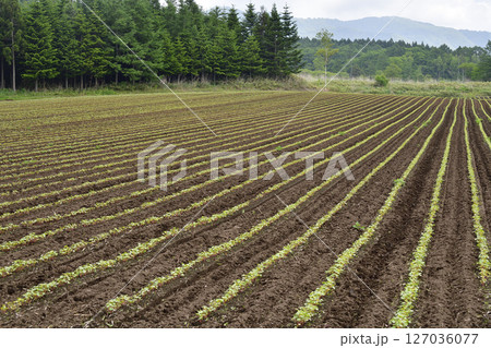初夏の北海道乙部町で芽を出してきた蕎麦畑の風景を撮影 127036077