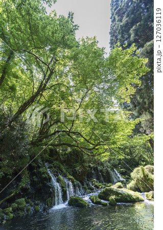 初夏の元滝伏流水と元滝川の流れ　秋田県にかほ市 127036119