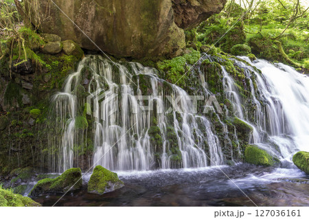 初夏の元滝伏流水と元滝川の流れ　秋田県にかほ市 127036161