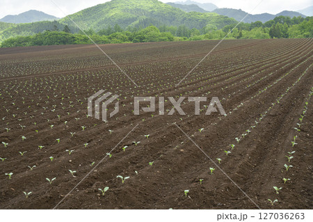 初夏の北海道乙部町でブロッコリー畑の風景を撮影 初夏の北海道乙部町でブロッコリー畑の風景を撮影 127036263