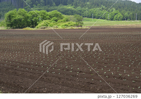 初夏の北海道乙部町でブロッコリー畑の風景を撮影 127036269