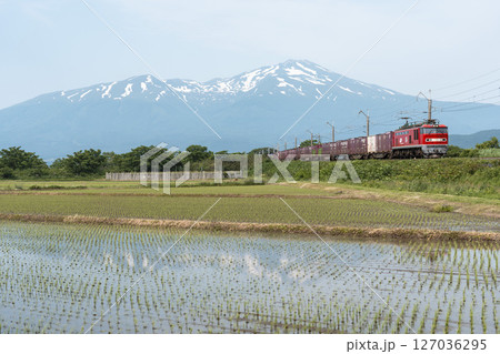 初夏の水田地帯を走る貨物列車と鳥海山　山形県遊佐町 127036295