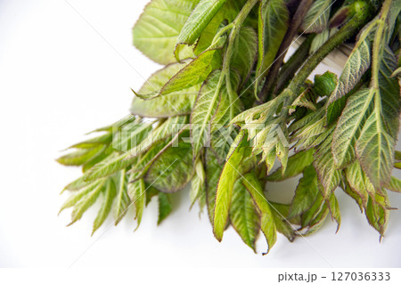 うど うど 127036333