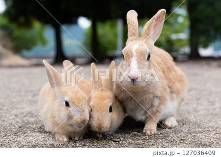 うさぎ親子の記念撮影 127036409