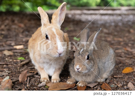 うさぎ親子の記念撮影 127036417