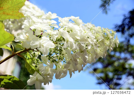 紫陽花と青空 127036472