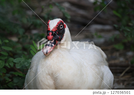 The white Duck is stay in nature garden The white Duck is stay in nature garden 127036501