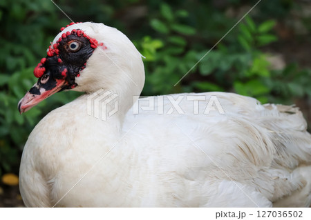 The white Duck is stay in nature garden The white Duck is stay in nature garden 127036502