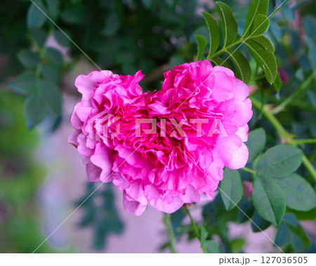 ハート型のイザヨイバラ 127036505