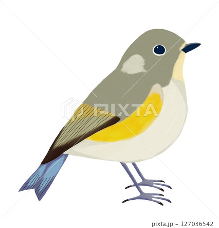 油彩ブラシで描いた雌のルリビタキのイラスト 野鳥 クリップアート 挿絵 png 油彩ブラシで描いた雌のルリビタキのイラスト 野鳥 クリップアート 挿絵 png 127036542