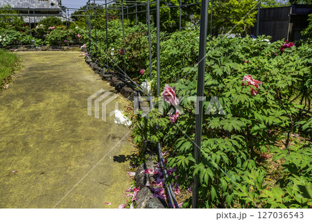 四国八十八箇所46番　浄瑠璃寺　牡丹苑　愛媛県松山市 127036543