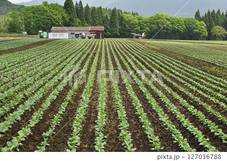 初夏の北海道乙部町でキャベツ畑の風景を撮影 127036788