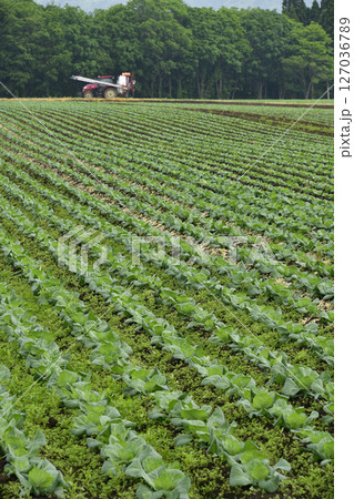 初夏の北海道乙部町でキャベツ畑の風景を撮影 127036789