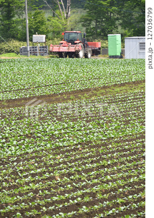 初夏の北海道乙部町でキャベツ畑の風景を撮影 127036799