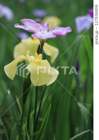 黄色い花菖蒲 黄色い花菖蒲 127036809