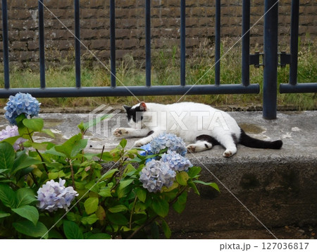 相鉄線星川駅 マチ猫 バンカラー 相鉄線星川駅 マチ猫 バンカラー 127036817