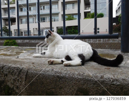 相鉄線星川駅　マチ猫　バンカラー 127036859