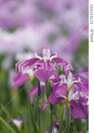 花菖蒲・あやめ 花菖蒲・あやめ 127037093