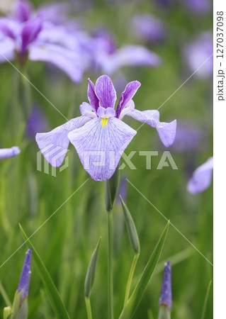 花菖蒲・あやめ 127037098