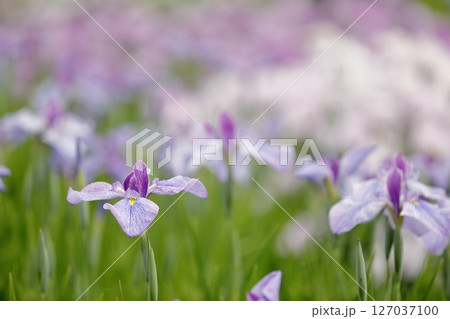 花菖蒲・あやめ 花菖蒲・あやめ 127037100