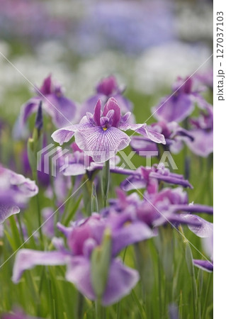 花菖蒲・あやめ 花菖蒲・あやめ 127037103