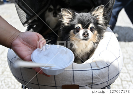飼い主と一緒にかき氷を食べる愛犬　チワワ　夏の素材 127037178